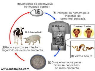 H. Intermediário
H. Definitivo
 