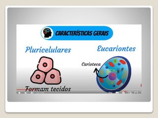 Bloco_17_e_18_Platelmintos_e_Nematelmintos.ppt