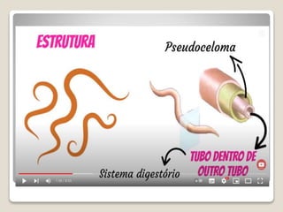 Bloco_17_e_18_Platelmintos_e_Nematelmintos.ppt