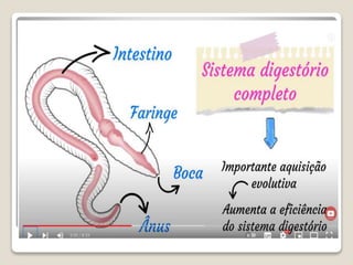 Bloco_17_e_18_Platelmintos_e_Nematelmintos.ppt