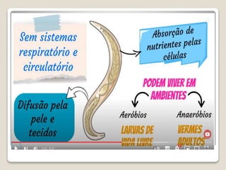 Bloco_17_e_18_Platelmintos_e_Nematelmintos.ppt