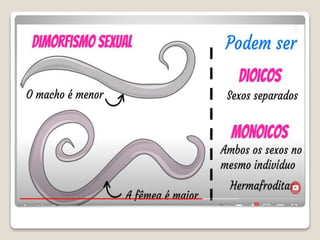 Bloco_17_e_18_Platelmintos_e_Nematelmintos.ppt