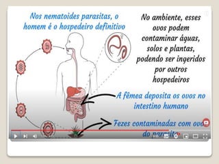 Bloco_17_e_18_Platelmintos_e_Nematelmintos.ppt