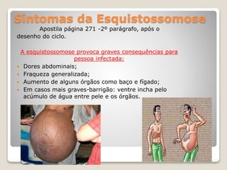 Sintomas da Esquistossomose
Apostila página 271 -2º parágrafo, após o
desenho do ciclo.
A esquistossomose provoca graves consequências para
pessoa infectada:
 Dores abdominais;
 Fraqueza generalizada;
 Aumento de alguns órgãos como baço e fígado;
 Em casos mais graves-barrigão: ventre incha pelo
acúmulo de água entre pele e os órgãos.
 