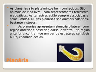 Planária
 As planárias são platelmintos bem conhecidos. São
animais de vida livre, com representantes terrestres
e aquáticos. As terrestres estão sempre associadas a
solos úmidos. Muitas planárias são animais coloridos,
bastante vistosos.
 As planárias apresentam simetria bilateral, com
região anterior e posterior, dorsal e ventral. Na região
anterior encontram-se um par de estruturas sensíveis
à luz, chamada ocelos.
 