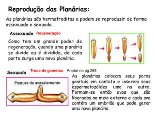 Anotar na pg 268
Regeneração
Troca de gametas
 