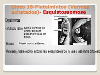 Bloco 18-Platelmintos (Vermes
achatados)- Esquistossomose
Nome científico se
anotar precisar
passar um traço em
baixo.
Possui macho e fêmea.
 