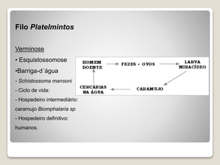 Filo Platelmintos
Verminose
• Esquistossomose
•Barriga-d´água
- Schistossoma mansoni
- Ciclo de vida:
- Hospedeiro intermediário:
caramujo Biomphalaria sp
- Hospedeiro definitivo:
humanos.
 