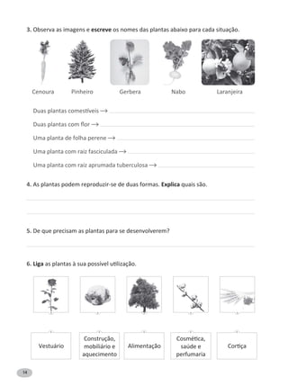 14
3. Observa as imagens e escreve os nomes das plantas abaixo para cada situação.
Uma planta de folha perene
Uma planta com raiz fasciculada
Uma planta com raiz aprumada tuberculosa
4. As plantas podem reproduzir-se de duas formas. Explica quais são.
5. De que precisam as plantas para se desenvolverem?
6. Liga
Cenoura Pinheiro Gerbera Nabo Laranjeira
Vestuário
Construção,
mobiliário e
aquecimento
Alimentação saúde e
perfumaria
 