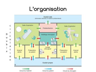 L’organisation
D
o
u
b
l
e
c
i
r
c
u
l
a
t
i
o
n
 