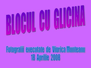 BLOCUL  CU  GLICINA Fotografii  executate  de  Viorica Munteanu 18  Aprilie  2008 