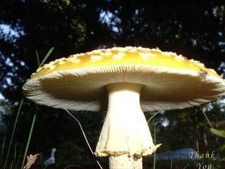 Blood disorders management