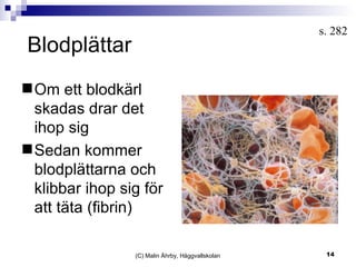 Blodplättar (C) Malin Åhrby, Häggvallskolan s. 282  Om ett blodkärl skadas drar det ihop sig Sedan kommer blodplättarna och klibbar ihop sig för att täta (fibrin) 