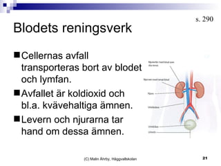 Blodets reningsverk (C) Malin Åhrby, Häggvallskolan s. 290  Cellernas avfall transporteras bort av blodet och lymfan. Avfallet är koldioxid och bl.a. kvävehaltiga ämnen. Levern och njurarna tar hand om dessa ämnen. 