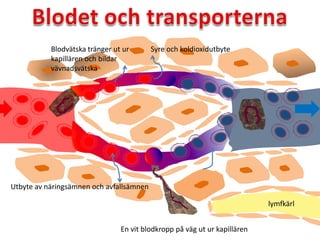 En vit blodkropp på väg ut ur kapillären
Syre och koldioxidutbyteBlodvätska tränger ut ur
kapillären och bildar
vävnadsvätska
Utbyte av näringsämnen och avfallsämnen
lymfkärl
 