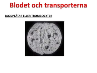 BLODPLÄTAR ELLER TROMBOCYTER
 
