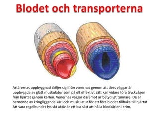 Artärernas uppbyggnad skiljer sig ifrån venernas genom att dess väggar är
uppbyggda av glatt muskulatur som på ett effektivt sätt kan vidare föra tryckvågen
från hjärtat genom kärlen. Venernas väggar däremot är betydligt tunnare. De är
beroende av kringliggande kärl och muskulatur för att föra blodet tillbaka till hjärtat.
Att vara regelbundet fysiskt aktiv är ett bra sätt att hålla blodkärlen i trim.
 
