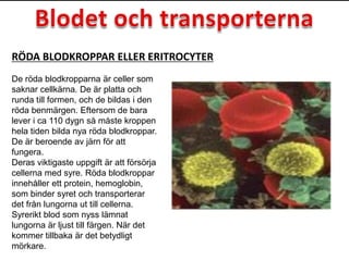 De röda blodkropparna är celler som
saknar cellkärna. De är platta och
runda till formen, och de bildas i den
röda benmärgen. Eftersom de bara
lever i ca 110 dygn så måste kroppen
hela tiden bilda nya röda blodkroppar.
De är beroende av järn för att
fungera.
Deras viktigaste uppgift är att försörja
cellerna med syre. Röda blodkroppar
innehåller ett protein, hemoglobin,
som binder syret och transporterar
det från lungorna ut till cellerna.
Syrerikt blod som nyss lämnat
lungorna är ljust till färgen. När det
kommer tillbaka är det betydligt
mörkare.
RÖDA BLODKROPPAR ELLER ERITROCYTER
 