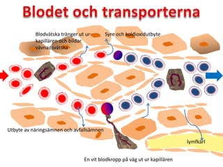 En vit blodkropp på väg ut ur kapillären
Syre och koldioxidutbyteBlodvätska tränger ut ur
kapillären och bildar
vävnadsvätska
Utbyte av näringsämnen och avfallsämnen
lymfkärl
 