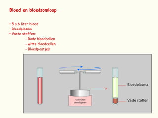 Bloed en bloedsomloop ,[object Object]