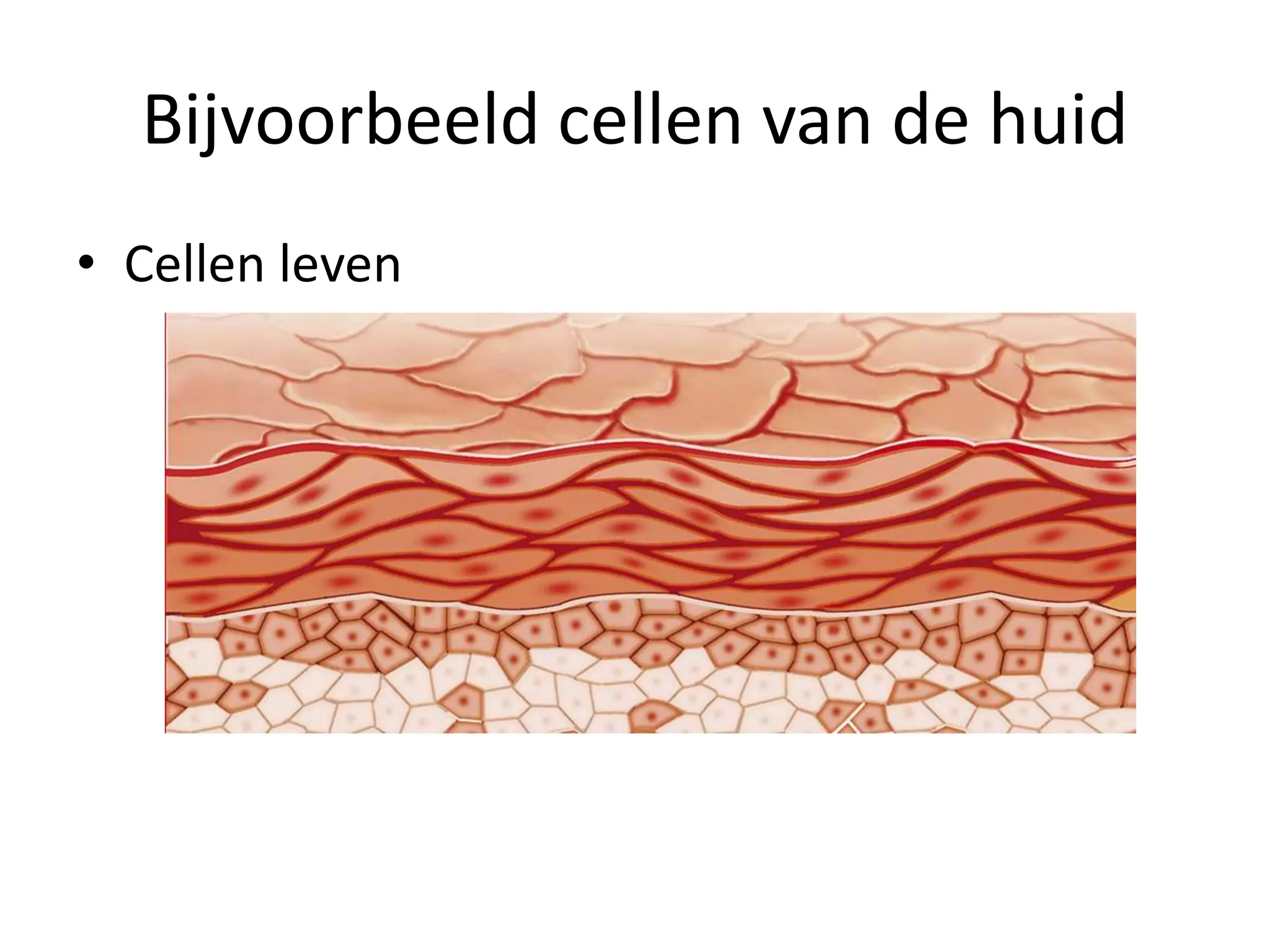 Bloedsomloop | PPTX