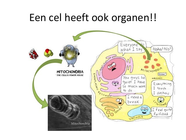 Hoe Komt Een Embryo Aan Zuurstof En Voedingsstoffen