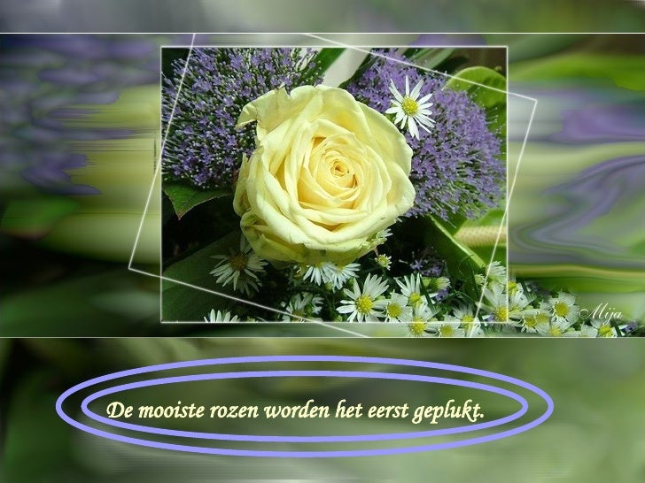 Bloemen en citaten