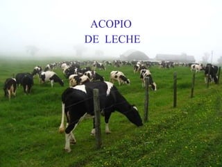 ACOPIO   DE  LECHE  