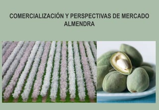 COMERCIALIZACIÓN Y PERSPECTIVAS DE MERCADO
                ALMENDRA
 