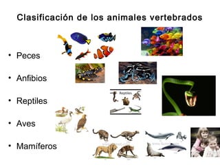 Clasificación de los animales vertebrados



• Peces

• Anfibios

• Reptiles

• Aves

• Mamíferos
 