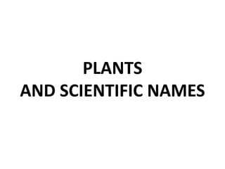 PLANTS 
AND SCIENTIFIC NAMES 
 