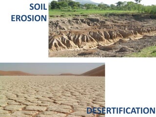 DESERTIFICATION
SOIL
EROSION
 