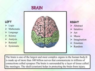LEFT
 Logic
 Mathematic
 Language
 Science
 Analysis
 Rational
 Systematic
RIGHT
 Abstract
 Intuitive
 Art
 Music
 Imagination
 Emotion
 Random
The brain is one of the largest and most complex organs in the human body.It
is made up of more than 100 billion nerves that communicate in trillions of
connections called synapses The brain is surrounded by a layer of tissue called
the meninges. The skull (cranium) helps in protecting the brain from injury.
 