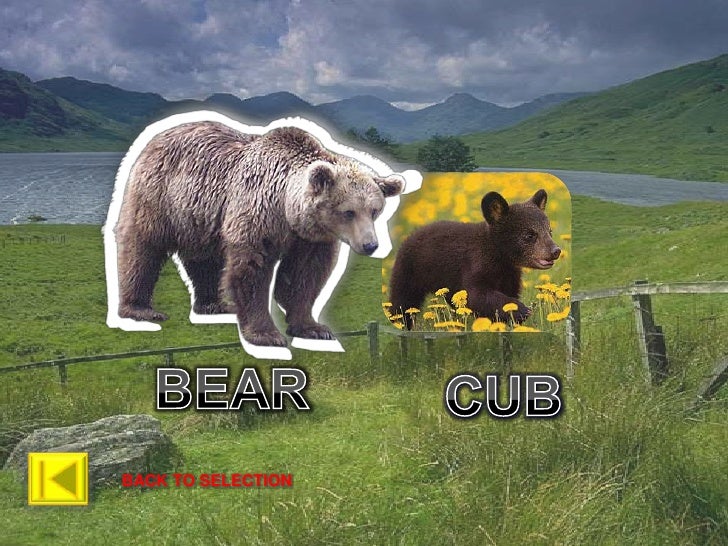 Animals & Their young