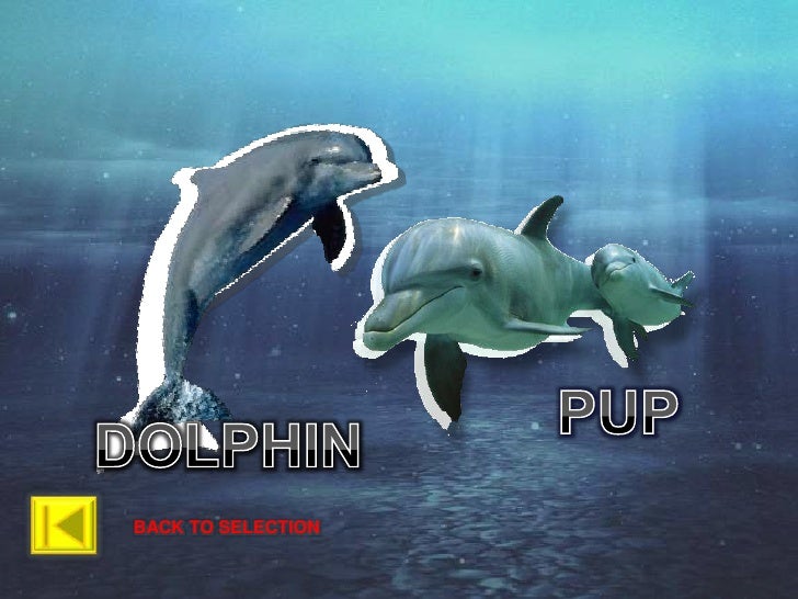 Animals & Their young