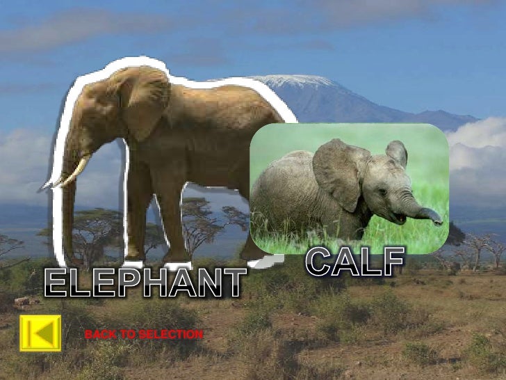 Animals & Their young