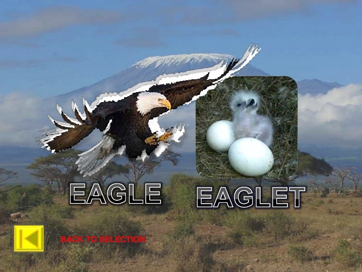 Animals & Their young