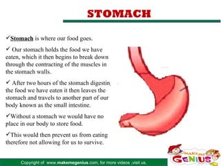 STOMACH

Stomach is where our food goes.
 Our stomach holds the food we have
eaten, which it then begins to break down
through the contracting of the muscles in
the stomach walls.
 After two hours of the stomach digesting
the food we have eaten it then leaves the
stomach and travels to another part of our
body known as the small intestine.
Without a stomach we would have no
place in our body to store food.
This would then prevent us from eating
therefore not allowing for us to survive.


      Copyright of www.makemegenius.com, for more videos ,visit us.
 