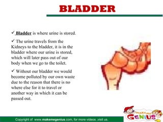 BLADDER

 Bladder is where urine is stored.
 The urine travels from the
Kidneys to the bladder, it is in the
bladder where our urine is stored,
which will later pass out of our
body when we go to the toilet.
 Without our bladder we would
become polluted by our own waste
due to the reason that there is no
where else for it to travel or
another way in which it can be
passed out.



  Copyright of www.makemegenius.com, for more videos ,visit us.
 