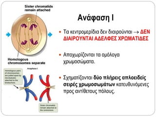 Ανάφαση Ι
 Τα κεντρομερίδια δεν διαιρούνται  ΔΕΝ
ΔΙΑΙΡΟΥΝΤΑΙ ΑΔΕΛΦΕΣ ΧΡΩΜΑΤΙΔΕΣ
 Αποχωρίζονται τα ομόλογα
χρωμοσώματα.
 Σχηματίζονται δύο πλήρεις απλοειδείς
σειρές χρωμοσωμάτων κατευθυνόμενες
προς αντίθετους πόλους.
 