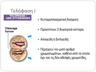 Τελόφαση Ι
 Κυτταροπλασματική διαίρεση.
 Προκύπτουν 2 θυγατρικά κύτταρα.
 Απλοειδή ή διπλοειδή;
 Περιέχουν τον μισό αριθμό
χρωμοσωμάτων, καθένα από τα οποία
έχει και τις δύο αδελφές χρωματίδες.
 