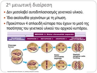 2η μειωτική διαίρεση
 Δεν μεσολαβεί αυτοδιπλασιασμός γενετικού υλικού.
 Ίδια ακολουθία γεγονότων με τη μίτωση.
 Προκύπτουν 4 απλοειδή κύτταρα που έχουν το μισό της
ποσότητας του γενετικού υλικού του αρχικού κυττάρου.
 