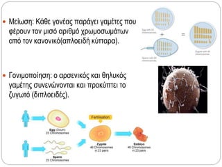  Μείωση: Κάθε γονέας παράγει γαμέτες που
φέρουν τον μισό αριθμό χρωμοσωμάτων
από τον κανονικό(απλοειδή κύτταρα).
 Γονιμοποίηση: ο αρσενικός και θηλυκός
γαμέτης συνενώνονται και προκύπτει το
ζυγωτό (διπλοειδές).
 