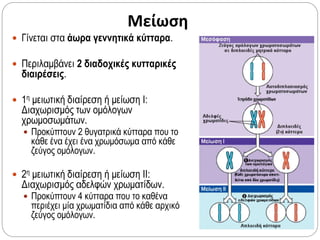 Μείωση
 Γίνεται στα άωρα γεννητικά κύτταρα.
 Περιλαμβάνει 2 διαδοχικές κυτταρικές
διαιρέσεις.
 1η μειωτική διαίρεση ή μείωση Ι:
Διαχωρισμός των ομόλογων
χρωμοσωμάτων.
 Προκύπτουν 2 θυγατρικά κύτταρα που το
κάθε ένα έχει ένα χρωμόσωμα από κάθε
ζεύγος ομόλογων.
 2η μειωτική διαίρεση ή μείωση ΙΙ:
Διαχωρισμός αδελφών χρωματίδων.
 Προκύπτουν 4 κύτταρα που το καθένα
περιέχει μία χρωματίδια από κάθε αρχικό
ζεύγος ομόλογων.
 
