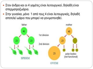  Στον άνδρα και οι 4 γαμέτες είναι λειτουργικοί, δηλαδή είναι
σπερματροζωάρια.
 Στην γυναίκα, μόνο 1 από τους 4 είναι λειτουργικός, δηλαδή
αποτελεί ωάριο που μπορεί να γονιμοποιηθεί.
 