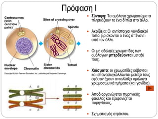 Πρόφαση Ι
 Σύναψη: Τα ομόλογα χρωμοσώματα
πλησιάζουν το ένα δίπλα στο άλλο.
 Ακρίβεια: Οι αντίστοιχοι γονιδιακοί
τόποι βρίσκονται ο ένας απέναντι
από τον άλλο.
 Οι μη αδελφές χρωματίδες των
ομόλογων μπερδεύονται μεταξύ
τους.
 Χιάσματα: οι χρωματίδες κόβονται
και επανασυγκολλώνται μεταξύ τους
εφόσον έχουν ανταλλάξει ομόλογα
χρωμοσωμικά τμήματα (και γονίδια).
 Αποδιοργανώνεται πυρηνικός
φάκελος και εξαφανίζεται
πυρηνίσκος.
 Σχηματισμός ατράκτου.
 