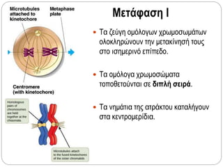 Μετάφαση Ι
 Τα ζεύγη ομόλογων χρωμοσωμάτων
ολοκληρώνουν την μετακίνησή τους
στο ισημερινό επίπεδο.
 Τα ομόλογα χρωμοσώματα
τοποθετούνται σε διπλή σειρά.
 Τα νημάτια της ατράκτου καταλήγουν
στα κεντρομερίδια.
 