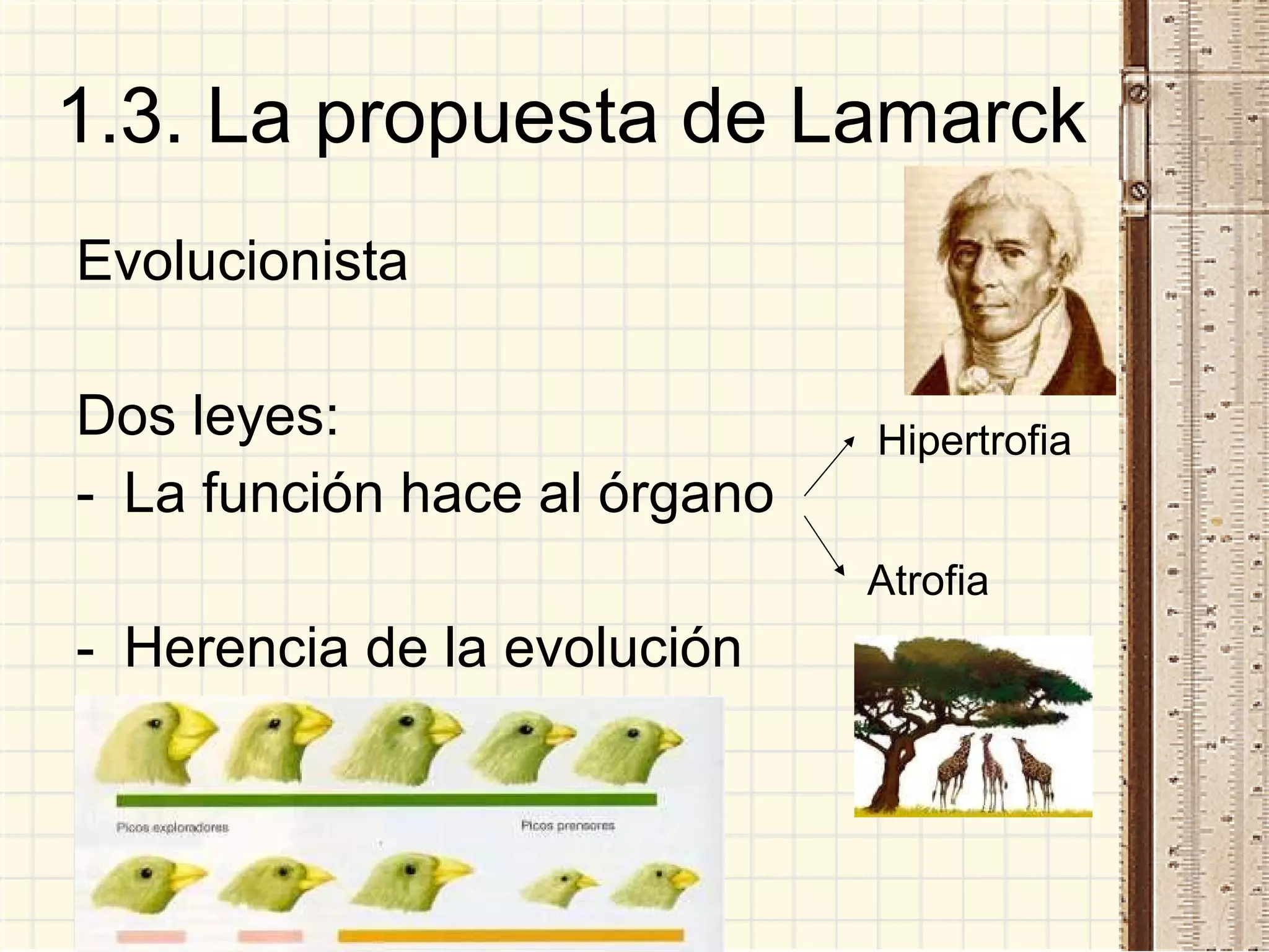 1.3. La propuesta de Lamarck Evolucionista Dos leyes: La función hace al órgano Herencia de la evolución Atrofia Hipertrofia 