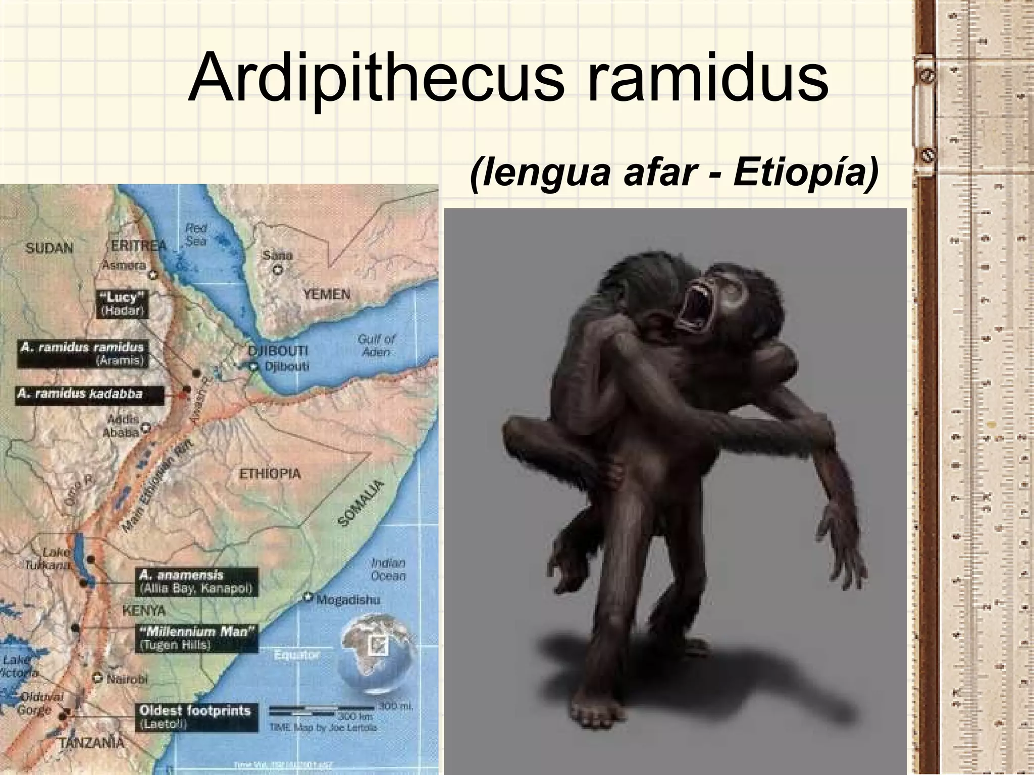 Ardipithecus ramidus Ardi = Suelo Ramid = Raíz Pithecus = Mono (lengua afar - Etiopía) 