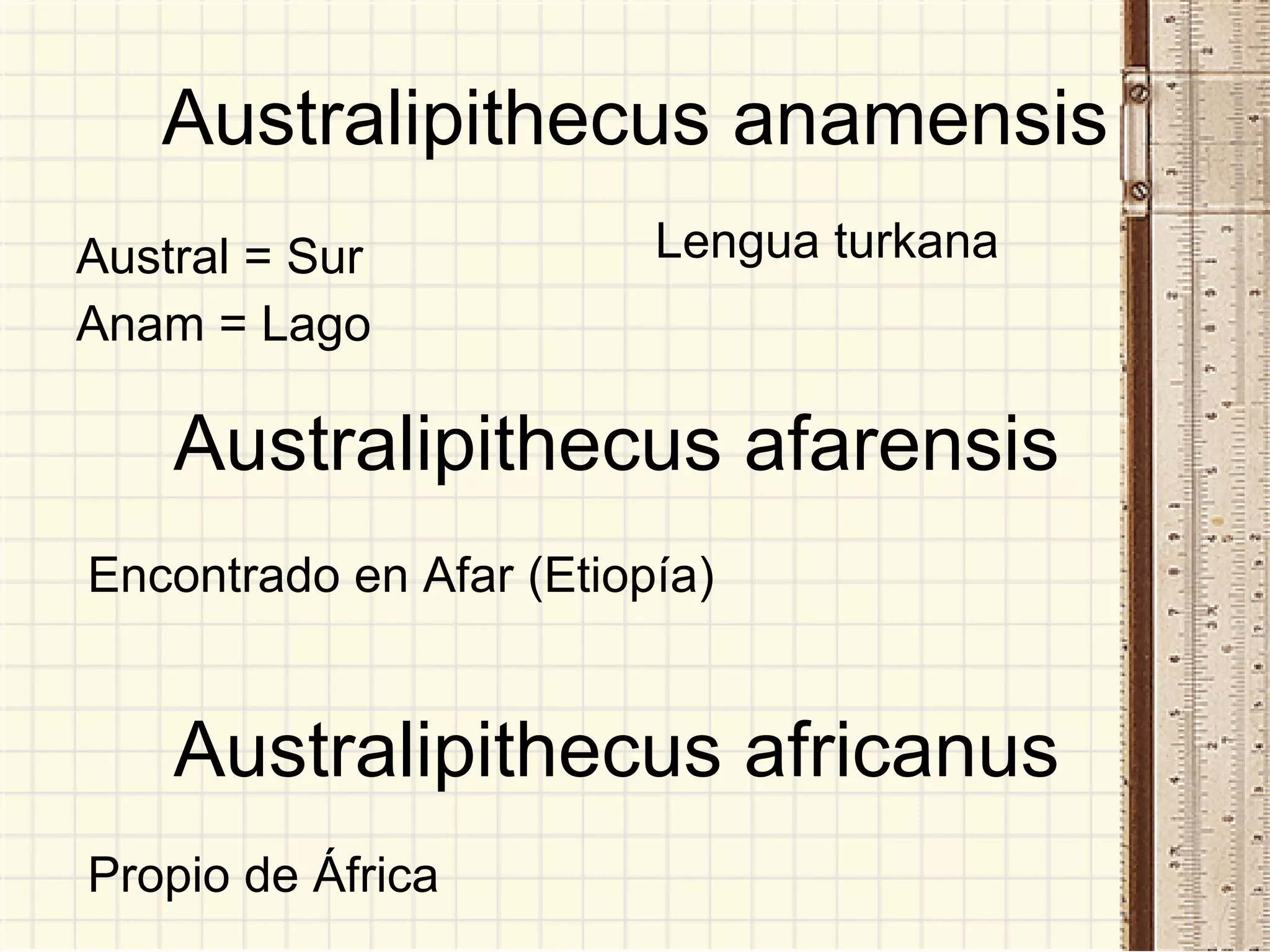 Australipithecus anamensis Austral = Sur Anam = Lago Australipithecus afarensis Australipithecus africanus Encontrado en Afar (Etiopía) Propio de África Lengua turkana 